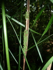Neonicholsonia watsonii