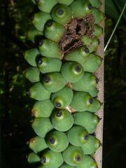 Neonicholsonia watsonii