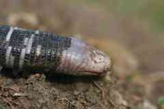 Amphisbaena fuliginosa