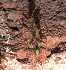 Neopamera albocincta
