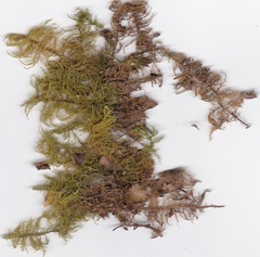 Thuidium laeviusculum