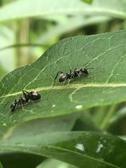 Formica subsericea