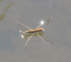 Limnoporus notabilis