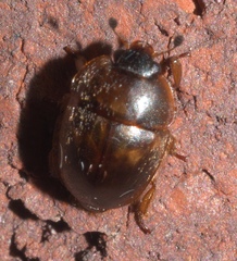 Amphicrossus ciliatus