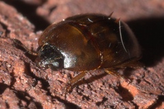 Amphicrossus ciliatus