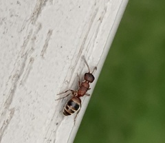 Myrmosa unicolor