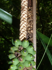 Neonicholsonia watsonii