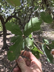 Quercus laceyi