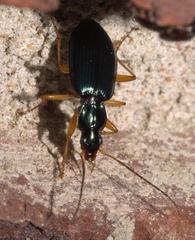 Agonum extensicolle
