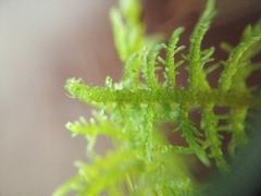 Thuidium laeviusculum