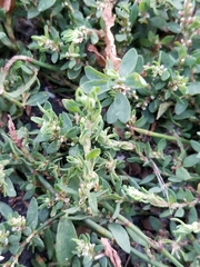 Polygonum aviculare