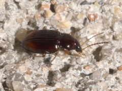 Elaphropus