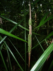Neonicholsonia watsonii