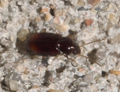 Elaphropus