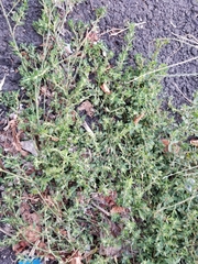 Polygonum aviculare