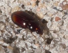 Elaphropus