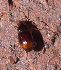 Elaphropus