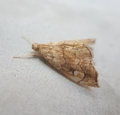 Scybalistodes periculosalis