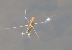 Limnoporus notabilis