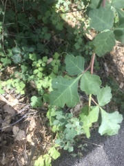 Toxicodendron diversilobum