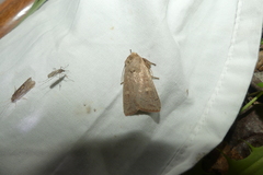 Leucania pseudargyria