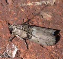 Tlascala reductella