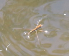 Limnoporus notabilis