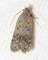 Anacampsis comparanda