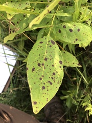 Mycosphaerella effigurata