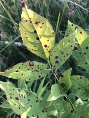 Mycosphaerella effigurata