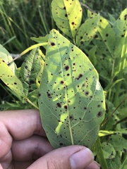 Mycosphaerella effigurata