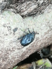 Cotinis antonii