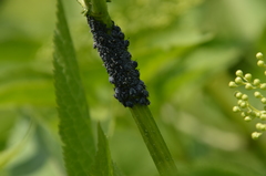 Aphis sambuci