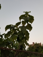 Paulownia tomentosa