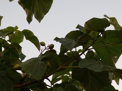 Paulownia tomentosa