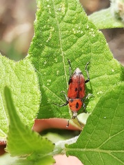 Rhodobaenus
