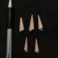 Turritella