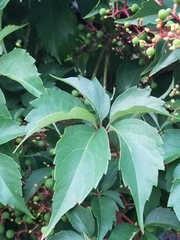 Parthenocissus quinquefolia