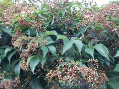 Parthenocissus quinquefolia