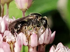 Lasioglossum pectorale