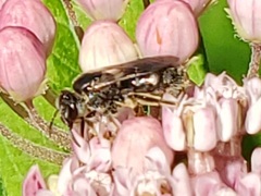 Lasioglossum pectorale