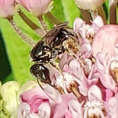 Lasioglossum pectorale