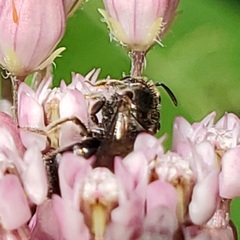 Lasioglossum pectorale