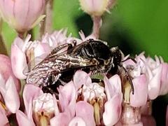 Lasioglossum pectorale