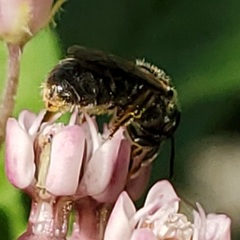 Lasioglossum pectorale