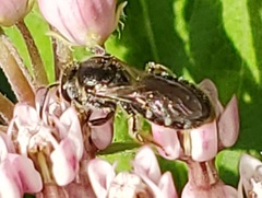 Lasioglossum pectorale