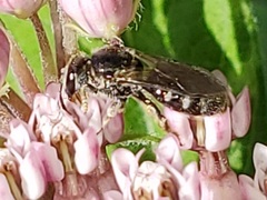 Lasioglossum pectorale