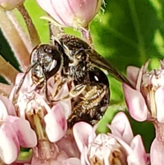 Lasioglossum pectorale