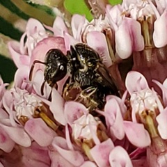Lasioglossum pectorale