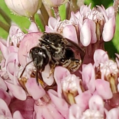 Lasioglossum pectorale